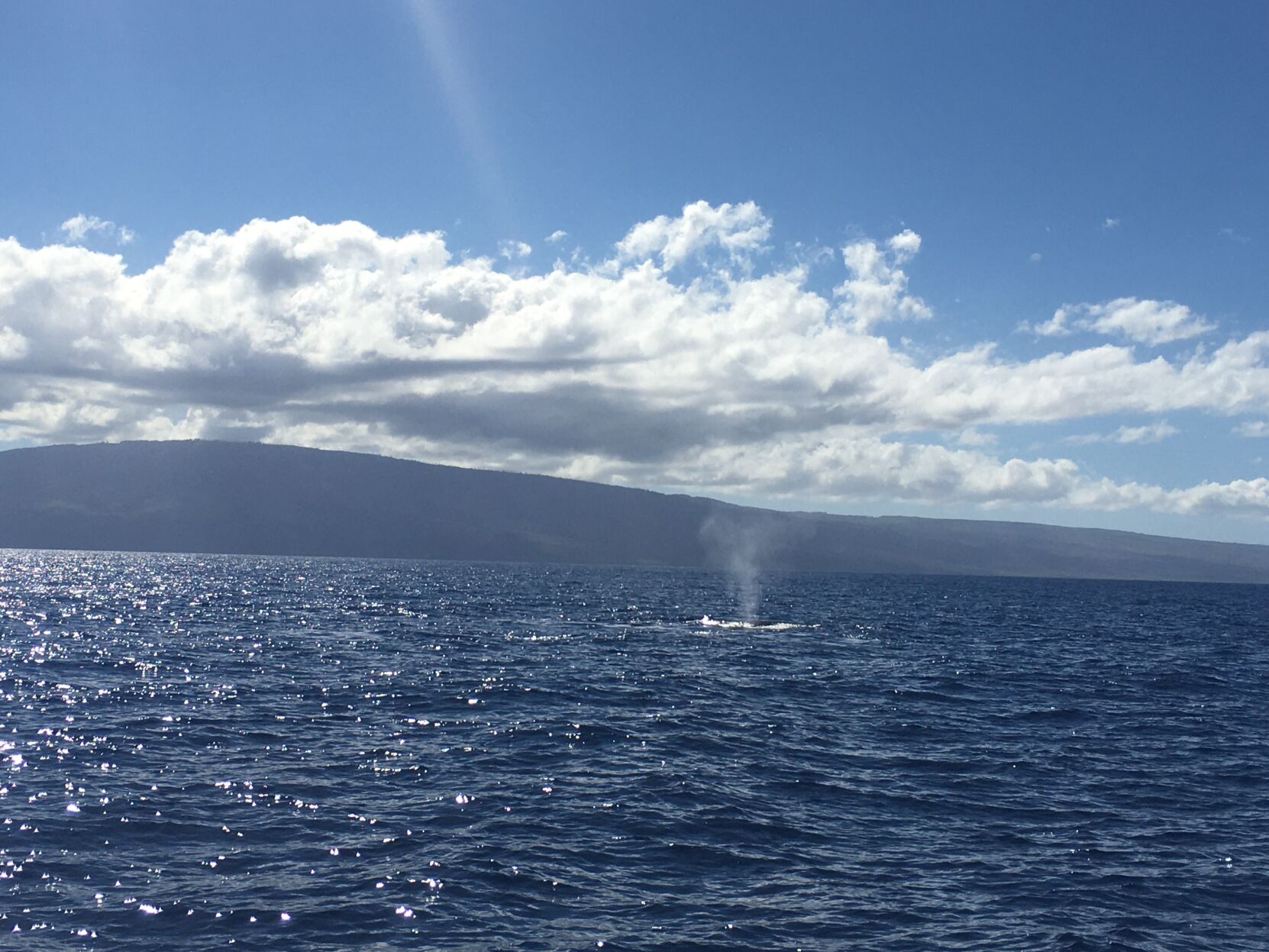 Whales.JPG